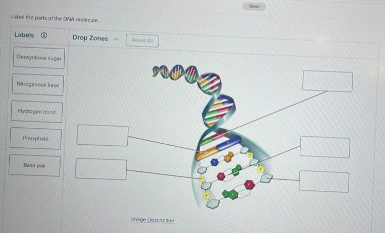 Solved: Saved Label the parts of the DNA molecule. Labels Drop Zones ...