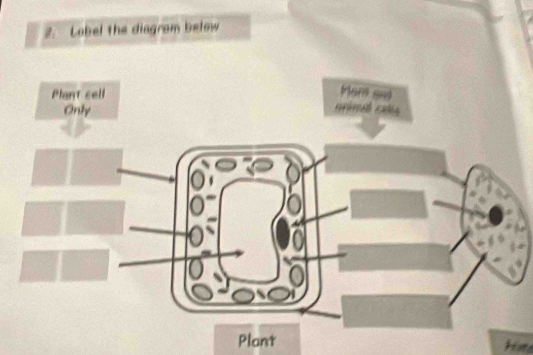 Lobel the diagram below 
Plant 
Hate