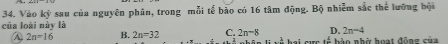 a
34. Vào kỳ sau của nguyên phân, trong mỗi tế bào có 16 tâm động. Bộ nhiễm sắc thể lưỡng bội
của loài này là
④ 2n=16
B. 2n=32
C. 2n=8
D. 2n=4
vwidehat O 
hai cực tế bào nhờ hoạt đông của