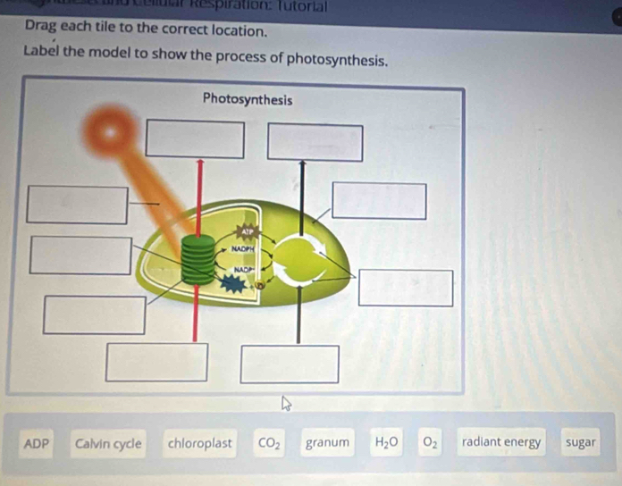 Reliular Respiration: Tutorial
Drag each tile to the correct location.
Label the model to show the process of photosynthesis.
ADP Calvin cycle chloroplast CO_2 granum H_2O O_2 radiant energy sugar