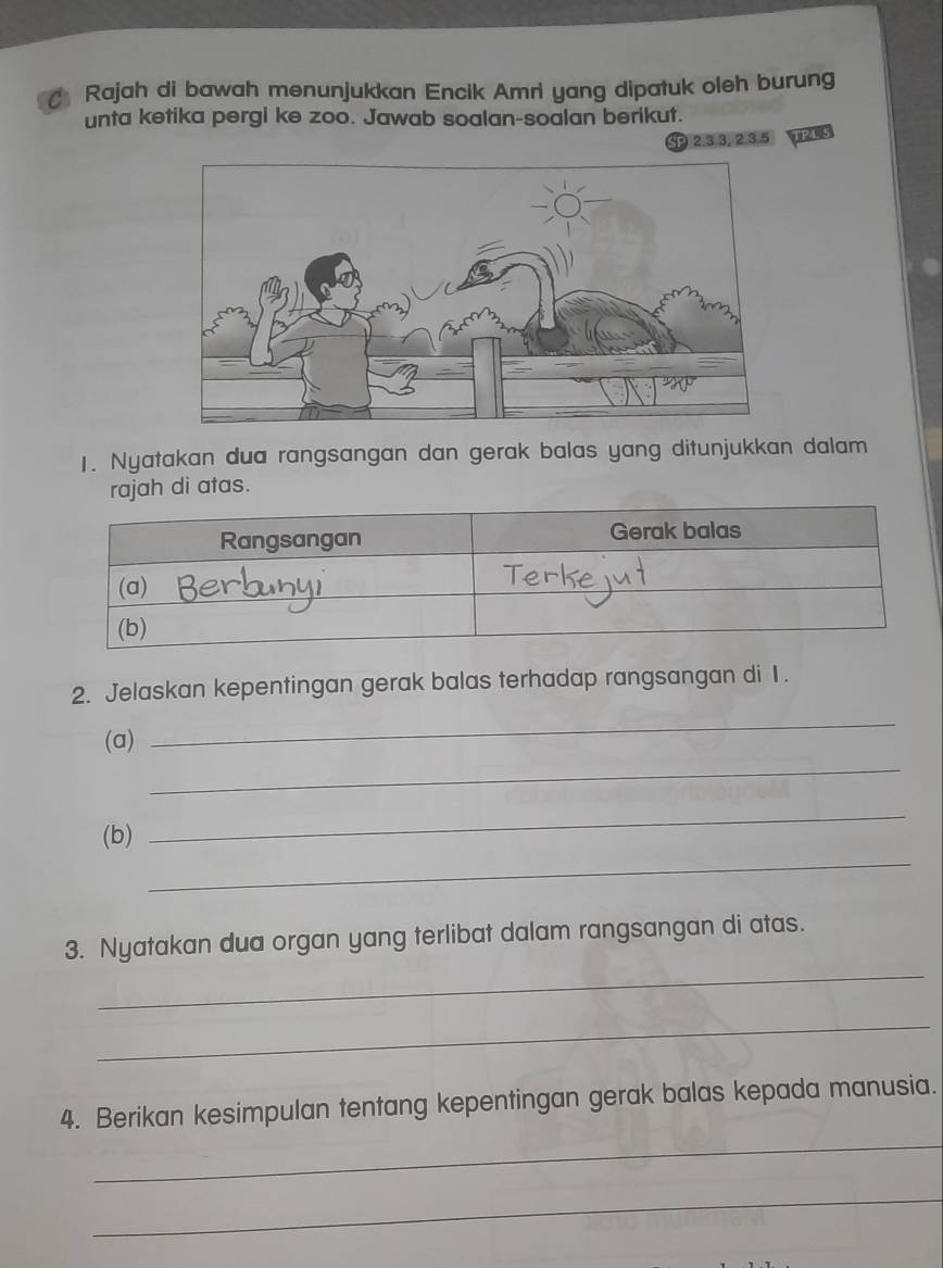 Rajah di bawah menunjukkan Encik Amri yang dipatuk oleh burung 
unta ketika pergi ke zoo. Jawab soalan-soalan berikut.
$2, 3, 3, 2, 3. 5
1. Nyatakan dua rangsangan dan gerak balas yang ditunjukkan dalam 
rajah di atas. 
2. Jelaskan kepentingan gerak balas terhadap rangsangan di 1. 
(a) 
_ 
_ 
_ 
(b) 
_ 
_ 
3. Nyatakan dua organ yang terlibat dalam rangsangan di atas. 
_ 
_ 
4. Berikan kesimpulan tentang kepentingan gerak balas kepada manusia. 
_