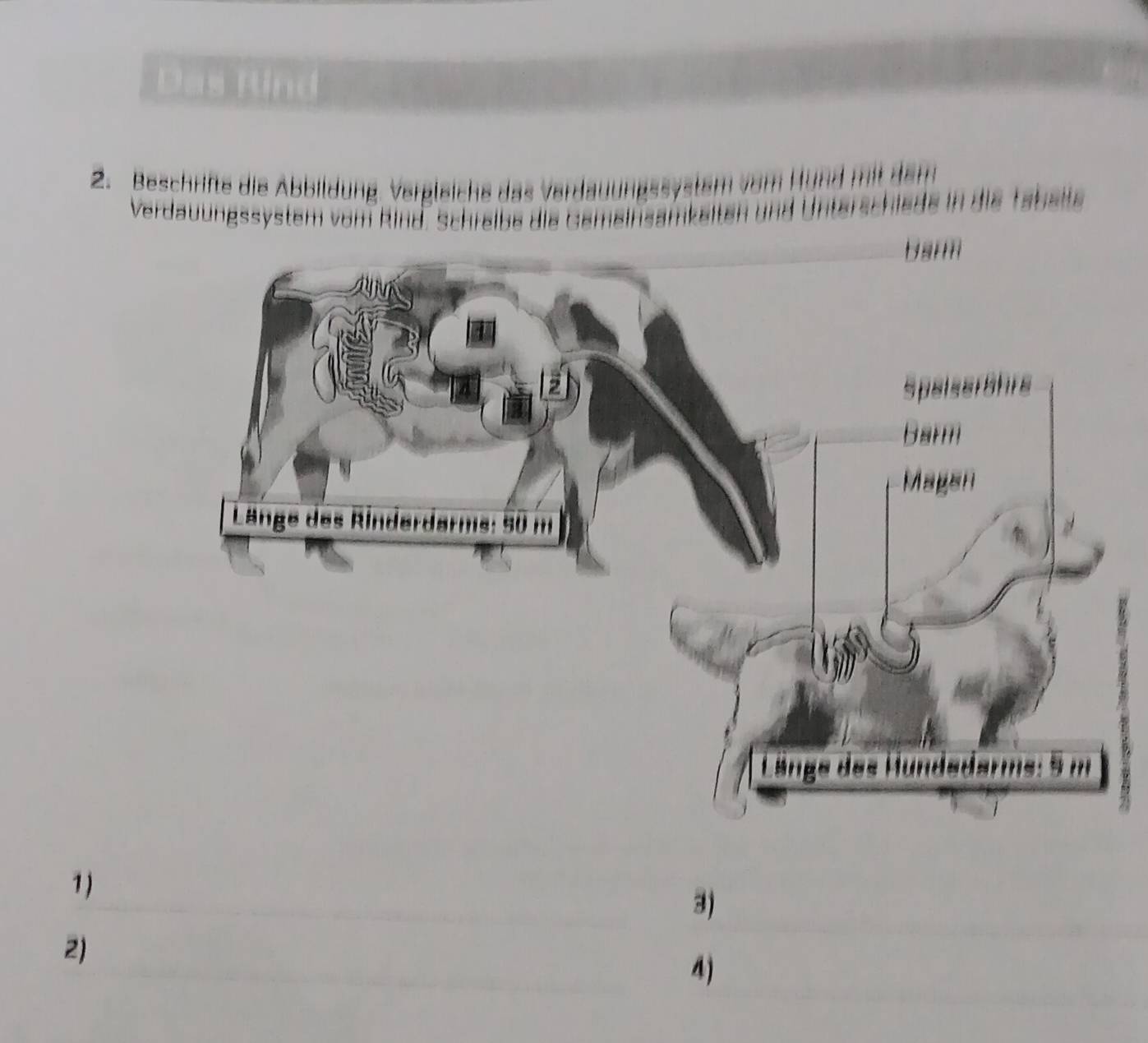 Das Rind 
2. Beschrifte die Abbildung. Vergleiche das Verd 
Verdauungssystem vom Rind, Schreibe die Gemeins 
1 ) 
3) 
2) 
4)