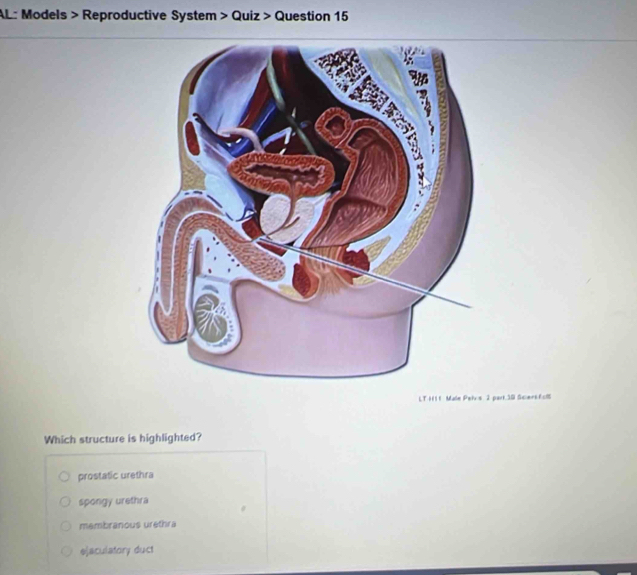 AL: Models > Reproductive System > Quiz > Question 15
LT H11 Male Peivis 2 park. 30 Sciens.EclS
Which structure is highlighted?
prostatic urethra
spongy urethra
membranous urethra
ejaculatory duct