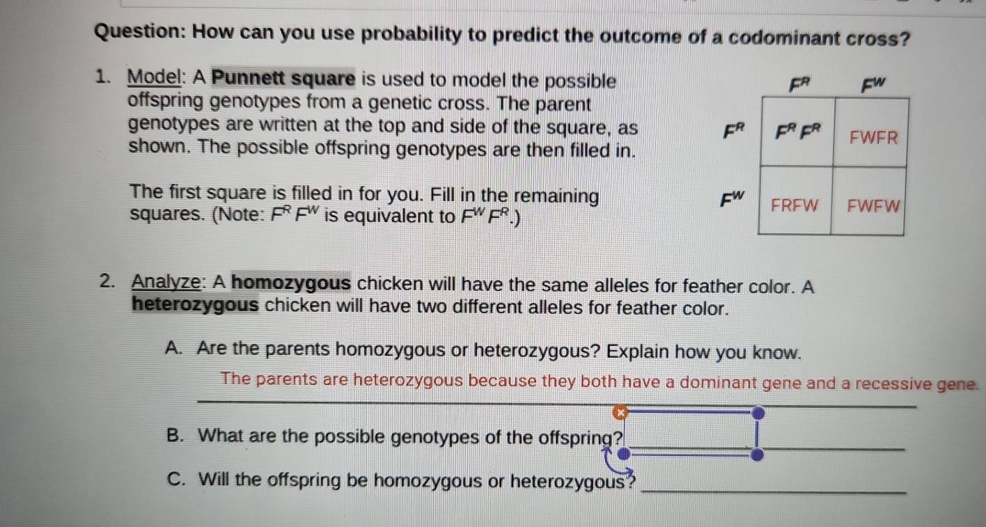 How can you use probability to predict the outcome of a codominant cross?
1. Model: A Punnett square is used to model the possible
offspring genotypes from a genetic cross. The parent
genotypes are written at the top and side of the square, as
shown. The possible offspring genotypes are then filled in.
The first square is filled in for you. Fill in the remaining
squares. (Note: F^RF^W is equivalent to F^WF^R.)
2. Analyze: A homozygous chicken will have the same alleles for feather color. A
heterozygous chicken will have two different alleles for feather color.
A. Are the parents homozygous or heterozygous? Explain how you know.
The parents are heterozygous because they both have a dominant gene and a recessive gene.
_
B. What are the possible genotypes of the offspring?_
C. Will the offspring be homozygous or heterozygous?_