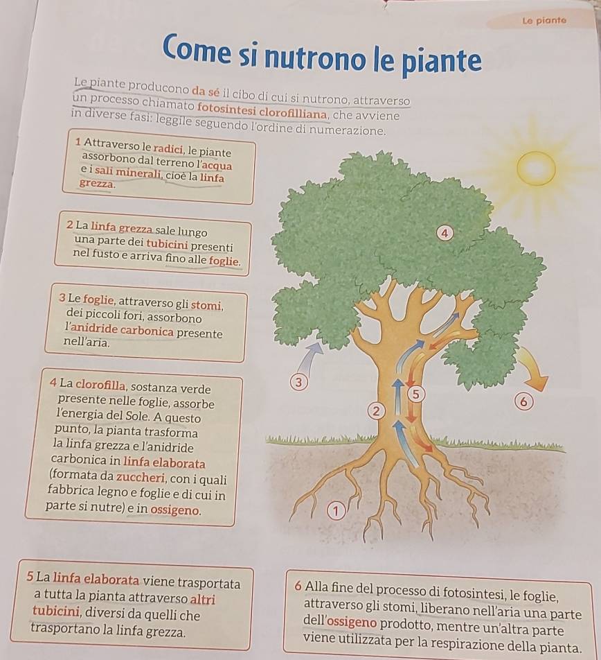 Le piante 
Come si nutrono le piante 
Le piante producono da sé il cibo di cui si nutrono, attraverso 
un processo chiamato fotosintesi clorofilliana, che avviene 
in diverse fasi: leggile seguendo l'ordine di numerazione. 
1 Attraverso le radici, le piante 
assorbono dal terreno l’acqua 
e i sali minerali, cioè la linfa 
grezza. 
2 La linfa grezza sale lungo 
una parte dei tubicini presenti 
nel fusto e arriva fino alle foglie. 
3 Le foglie, attraverso gli stomi, 
dei piccoli fori, assorbono 
l'anidride carbonica presente 
nell'aria. 
4 La clorofilla, sostanza verde 
presente nelle foglie, assorbe 
l’energia del Sole. A questo 
punto, la pianta trasforma 
la linfa grezza e l'anidride 
carbonica in linfa elaborata 
(formata da zuccheri, con i quali 
fabbrica legno e foglie e di cui in 
parte si nutre) e in ossigeno. 
5 La linfa elaborata viene trasportata 6 Alla fine del processo di fotosintesi, le foglie, 
a tutta la pianta attraverso altri attraverso gli stomi, liberano nell’aria una parte 
tubicini, diversi da quelli che dell’ossigeno prodotto, mentre un’altra parte 
trasportano la linfa grezza. viene utilizzata per la respirazione della pianta.