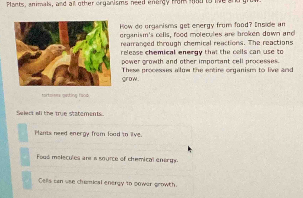 Plants, animals, and all other organisms need energy from food to live and grow
How do organisms get energy from food? Inside an
organism's cells, food molecules are broken down and
rearranged through chemical reactions. The reactions
release chemical energy that the cells can use to
power growth and other important cell processes.
These processes allow the entire organism to live and
grow.
tortoises getting food.
Select all the true statements.
Plants need energy from food to live.
Food molecules are a source of chemical energy.
Cells can use chemical energy to power growth.