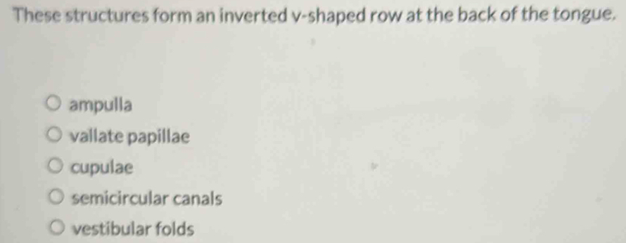 These structures form an inverted v-shaped row at the back of the tongue.
ampulla
vallate papillae
cupulae
semicircular canals
vestibular folds