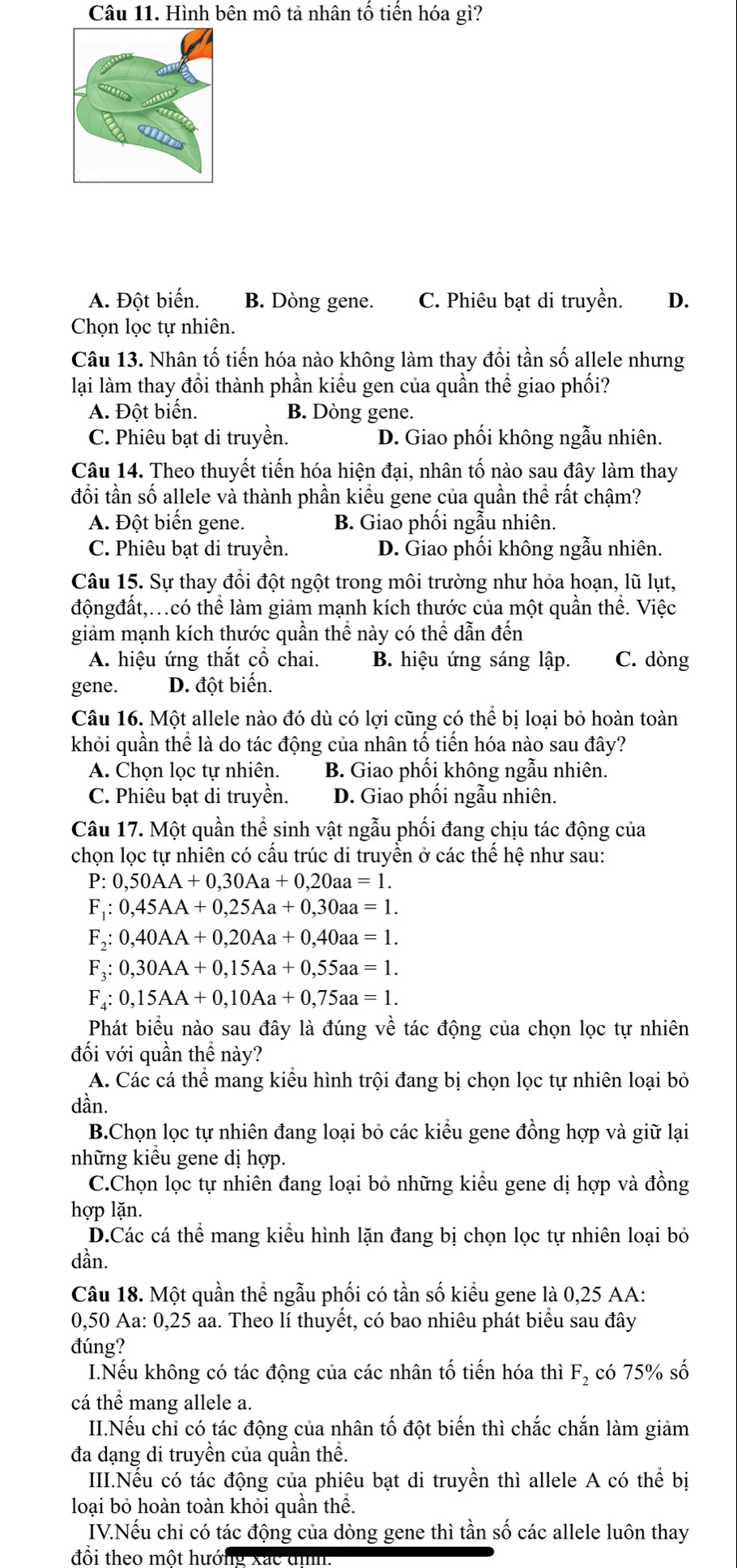 Hình bên mô tả nhân tô tiên hóa gì?
A. Đột biến. B. Dòng gene. C. Phiêu bạt di truyền. D.
Chọn lọc tự nhiên.
Câu 13. Nhân tố tiến hóa nào không làm thay đổi tần số allele nhưng
lại làm thay đổi thành phần kiểu gen của quần thể giao phối?
A. Đột biến. B. Dòng gene.
C. Phiêu bạt di truyền. D. Giao phối không ngẫu nhiên.
Câu 14. Theo thuyết tiến hóa hiện đại, nhân tố nào sau đây làm thay
đối tần số allele và thành phần kiểu gene của quần thể rất chậm?
A. Đột biến gene. B. Giao phối ngẫu nhiên.
C. Phiêu bạt di truyền. D. Giao phối không ngẫu nhiên.
Câu 15. Sự thay đổi đột ngột trong môi trường như hỏa hoạn, lũ lụt,
độngđất,.có thể làm giảm mạnh kích thước của một quần thể. Việc
giảm mạnh kích thước quần thể này có thể dẫn đến
A. hiệu ứng thắt cổ chai. B. hiệu ứng sáng lập. C. dòng
gene. D. đột biến.
Câu 16. Một allele nào đó dù có lợi cũng có thể bị loại bỏ hoàn toàn
khỏi quần thể là do tác động của nhân tố tiến hóa nào sau đây?
A. Chọn lọc tự nhiên. B. Giao phối không ngẫu nhiên.
C. Phiêu bạt di truyền. D. Giao phối ngẫu nhiên.
Câu 17. Một quần thể sinh vật ngẫu phối đang chịu tác động của
chọn lọc tự nhiên có cấu trúc di truyền ở các thế hệ như sau:
P:0,50AA+0,30Aa+0,20aa=1.
F_1:0,45AA+0,25Aa+0,30aa=1.
F_2:0,40AA+0,20Aa+0,40aa=1.
F_3:0,30AA+0,15Aa+0,55aa=1.
F_4:0,15AA+0,10Aa+0,75aa=1.
Phát biểu nào sau đây là đúng về tác động của chọn lọc tự nhiên
đối với quần thể này?
A. Các cá thể mang kiểu hình trội đang bị chọn lọc tự nhiên loại bỏ
dần.
B.Chọn lọc tự nhiên đang loại bỏ các kiểu gene đồng hợp và giữ lại
những kiểu gene dị hợp.
C.Chọn lọc tự nhiên đang loại bỏ những kiểu gene dị hợp và đồng
hợp lặn.
D.Các cá thể mang kiểu hình lặn đang bị chọn lọc tự nhiên loại bỏ
dần.
Câu 18. Một quần thể ngẫu phối có tần số kiểu gene là 0,25 AA:
0,50 Aa: 0,25 aa. Theo lí thuyết, có bao nhiêu phát biểu sau đây
đúng?
I.Nếu không có tác động của các nhân tố tiến hóa thì F_2 có 75% số
cá thể mang allele a.
II.Nếu chỉ có tác động của nhân tố đột biến thì chắc chắn làm giảm
đa dạng di truyền của quần thể.
III.Nếu có tác động của phiêu bạt di truyền thì allele A có thể bị
loại bỏ hoàn toàn khỏi quần thể.
IV.Nếu chỉ có tác động của dòng gene thì tần số các allele luôn thay
đổi theo một hướng xắc đình