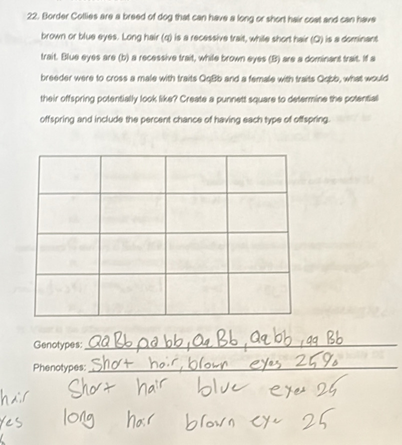 Border Collies are a breed of dog that can have a long or short hair coat and can have 
brown or blue eyes. Long hair (q) is a recessive trait, while short hair (Q) is a dominant 
trait. Blue eyes are (b) a recessive trait, while brown eyes (B) are a dominant trait. If a 
breeder were to cross a male with traits QqBb and a female with traits Qqbb, what would 
their offspring potentially look like? Create a punnett square to determine the potential 
offspring and include the percent chance of having each type of offspring. 
Genotypes:_ 
_ 
Phenotypes:_