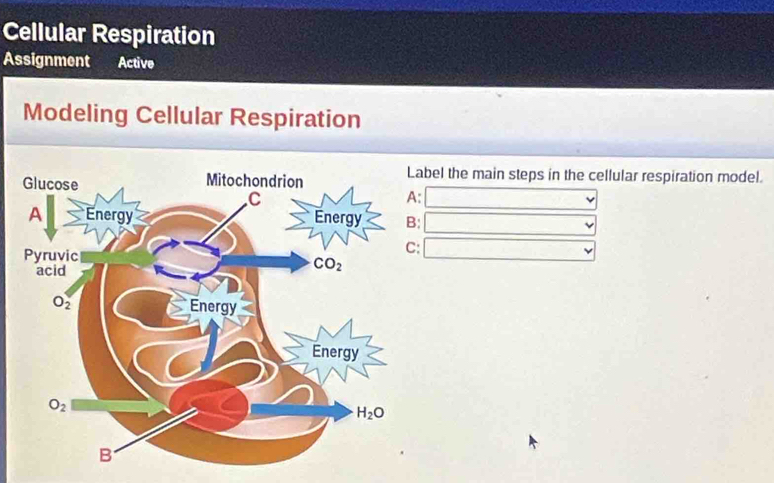 Cellular Respiration
Assignment Active
Modeling Cellular Respiration
bel the main steps in the cellular respiration model.