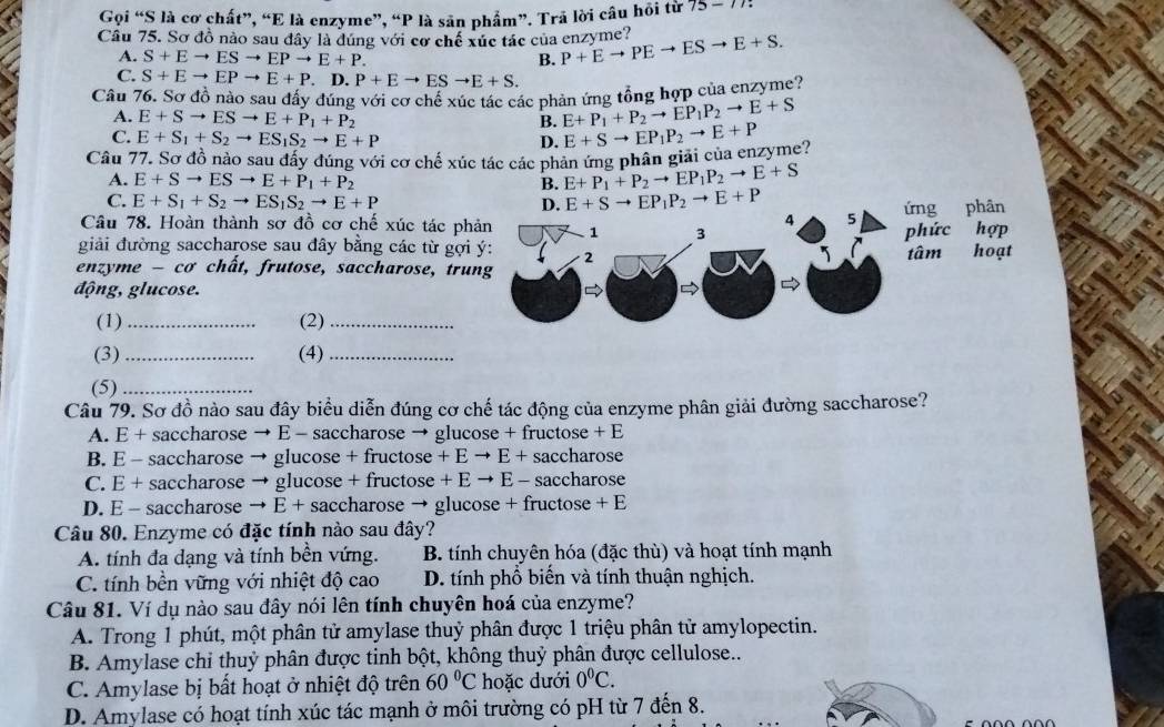 Gọi “S là cơ chất”, “E là enzyme”, “P là sản phẩm”. Trả lời câu hôi từ 15-11
Cầu 75. Sơ đồ nào sau dây là đúng với cơ chế xúc tác của enzyme? P+Eto PEto ESto E+S.
A. S+Eto ESto EPto E+P. B.
C. S+Eto EPto E+P. D. P+Eto ESto E+S.
Câu 76. Sơ đồ nào sau đấy đúng với cơ chế xúc tác các phản ứng tổng hợp của enzyme?
A. E+Sto ESto E+P_1+P_2
B. E+P_1+P_2to EP_1P_2to E+S
C. E+S_1+S_2to ES_1S_2to E+P D.
Cầu 77. Sơ đồ nào sau đấy đúng với cơ chế xúc tác các phản ứng phân giải của enzyme? E+Sto EP_1P_2to E+P
A. E+Sto ESto E+P_1+P_2 B. E+P_1+P_2to EP_1P_2to E+S
C. E+S_1+S_2to ES_1S_2to E+P D. E+Sto EP_1P_2to E+P
Câu 78. Hoàn thành sơ đồ cơ chế xúc tác phứng phân
giải đường saccharose sau đây bằng các từ gợi
enzyme - cơ chất, frutose, saccharose, tru
động, glucose.
(1)_ (2)_
(3) _(4)_
(5)_
Câu 79. Sơ đồ nào sau đây biểu diễn đúng cơ chế tác động của enzyme phân giải đường saccharose?
A. E + saccharose → E - saccharose → glucose + fructose +E
B. E - saccharose → glucose + fructose + E → E + saccharose
C. E + saccharose → glucose + fructose + E → E - saccharose
D. E - saccharose → E + saccharose → glucose + fructose + E
Câu 80. Enzyme có đặc tính nào sau đây?
A. tính đa dạng và tính bền vứng. B. tính chuyên hóa (đặc thù) và hoạt tính mạnh
C. tính bền vững với nhiệt độ cao D. tính phổ biến và tính thuận nghịch.
Câu 81. Ví dụ nào sau đây nói lên tính chuyên hoá của enzyme?
A. Trong 1 phút, một phân tử amylase thuỷ phân được 1 triệu phân tử amylopectin.
B. Amylase chi thuỷ phân được tinh bột, không thuỷ phân được cellulose..
C. Amylase bị bất hoạt ở nhiệt độ trên 60°C hoặc dưới 0^0C.
D. Amylase có hoạt tính xúc tác mạnh ở môi trường có pH từ 7 đến 8.