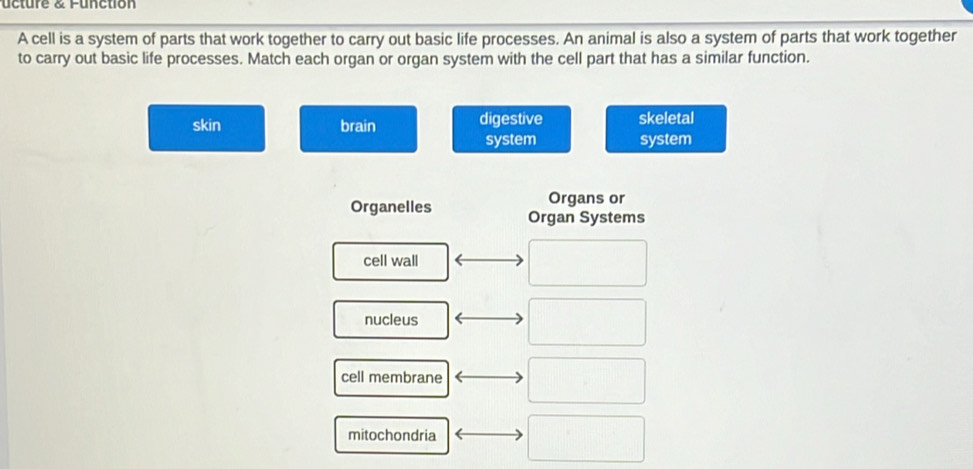 ucture & Function
A cell is a system of parts that work together to carry out basic life processes. An animal is also a system of parts that work together
to carry out basic life processes. Match each organ or organ system with the cell part that has a similar function.
skin brain digestive skeletal
system system
Organs or
Organelles Organ Systems
cell wall
nucleus
cell membrane
mitochondria