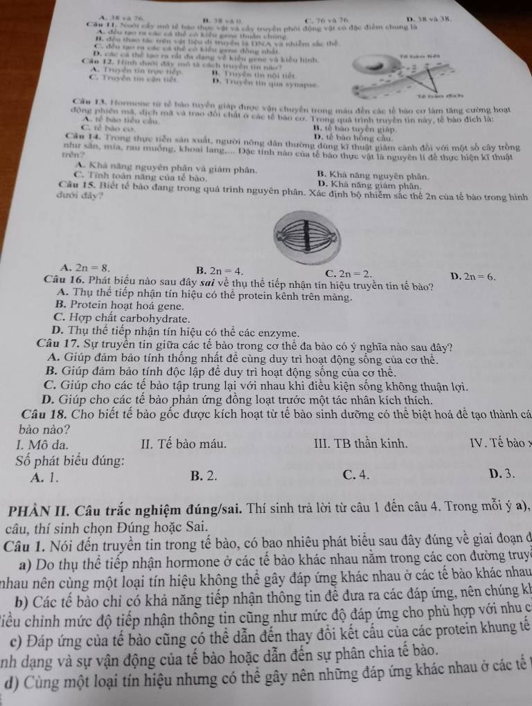 à   2 B. 38 và 0 C. D. 38 và 38.
Cầu TI. Noôi cây mô tế bào thực vật và cây truyền phối động vật có đặc điểm chung là
A. đều rạo ra các cá thể có kiểu gene thuận chủng
B. đều thao tác trên vật liệu di truyền là DNA và nhiễm sắc thể
C. đều tạo ra các cá thể có kiểu gene đồng nhất
D. các cá thể tạo ra rất đa đạng về kiểu geng và kiểu hình.
Cầu 12. Hình dưới đây mô tả cách truyền tin năo?
A. Truyền tin trực tiếp. B. Truyền tin nội tiết
C. Truyền tin cận tiết D. Truyền tin qua synapse.
Câu 13. Hormone từ tế bào tuyển giáp được vận chuyển trong máu đến các tế bào cơ làm tăng cường hoạt
động phiên mã, địch mã và trao đổi chất ở các tế bào cơ. Trong quả trình truyền tìn này, tế bào đích là:
A tế bào tiểu cầu.
C. tế bào cơ. B. tế bào tuyến giáp.
D. tế bào hồng câu
Câu 14. Trong thực tiền sản xuất, người nông dân thường dùng kĩ thuật giâm cảnh đổi với một số cây trồng
như sân, mía, rau muồng, khoai lang,... Đặc tính nào của tế bào thực vật là nguyên lí để thực hiện kĩ thuật
trěn?
A. Khả năng nguyên phân và giảm phân. B. Khà năng nguyên phân.
C. Tính toàn năng của tế bào. D. Khả năng giám phân.
Câu 15. Biết tế bảo đang trong quá trình nguyên phân. Xác định bộ nhiễm sắc thể 2n của tế bào trong hình
dưới đây?
A. 2n=8. B. 2n=4. C. 2n=2. D. 2n=6.
Câu 16. Phát biểu nào sau đây sai về thụ thể tiếp nhận tín hiệu truyền tin tế bào?
A. Thụ thể tiếp nhận tín hiệu có thể protein kênh trên màng.
B. Protein hoạt hoá gene.
C. Hợp chất carbohydrate.
D. Thụ thể tiếp nhận tín hiệu có thể các enzyme.
Câu 17. Sự truyền tin giữa các tế bào trong cơ thể đa bào có ý nghĩa nào sau đây?
A. Giúp đảm bảo tính thống nhất để cùng duy trì hoạt động sống của cơ thể.
B. Giúp đảm bảo tính độc lập để duy trì hoạt động sống của cơ thể.
C. Giúp cho các tế bào tập trung lại với nhau khi điều kiện sống không thuận lợi.
D. Giúp cho các tế bảo phản ứng đồng loạt trước một tác nhân kích thích.
Câu 18. Cho biết tế bào gốc được kích hoạt từ tế bào sinh dưỡng có thể biệt hoá để tạo thành cá
bào nào?
I. Mô da. II. Tế bào máu. III. TB thần kinh. IV. Tế bào x
ố phát biểu đúng:
A. 1. B. 2. C. 4. D. 3.
PHÀN II. Câu trắc nghiệm đúng/sai. Thí sinh trả lời từ câu 1 đến câu 4. Trong mỗi ý a),
câu, thí sinh chọn Đúng hoặc Sai.
Câu 1. Nói đến truyền tin trong tế bào, có bao nhiêu phát biểu sau đây đúng về giai đoạn đi
a) Do thụ thể tiếp nhận hormone ở các tế bào khác nhau nằm trong các con đường truyề
nhau nên cùng một loại tín hiệu không thể gây đáp ứng khác nhau ở các tế bào khác nhau
b) Các tế bào chỉ có khả năng tiếp nhận thông tin để đưa ra các đáp ứng, nên chúng kh
ciều chỉnh mức độ tiếp nhận thông tin cũng như mức độ đáp ứng cho phù hợp với nhu c
c) Đáp ứng của tế bào cũng có thể dẫn đến thay đồi kết cầu của các protein khung tế
Anh dạng và sự vận động của tế bào hoặc dẫn đến sự phân chia tế bào.
d) Cùng một loại tín hiệu nhưng có thể gây nên những đáp ứng khác nhau ở các tế