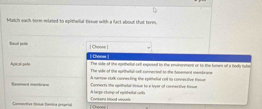 Match each term related to epithelial tissue with a fact about that term.
Basal pote [ Choose ]
| Choose |
Apical pole The side of the epithelial cell exposed to the environment or to the lumen of a body tube
The side of the epithelial cell connected to the basement membrane
A narrow stalk connecting the epithelial cell to connective tissue
Basement membrane Connects the epithelial tissue to a layer of connective tissue
A large clump of epithelial cells
Contains blood vessels
Connective tissue (lamina propria) [ Choose