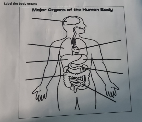 Label the body organs