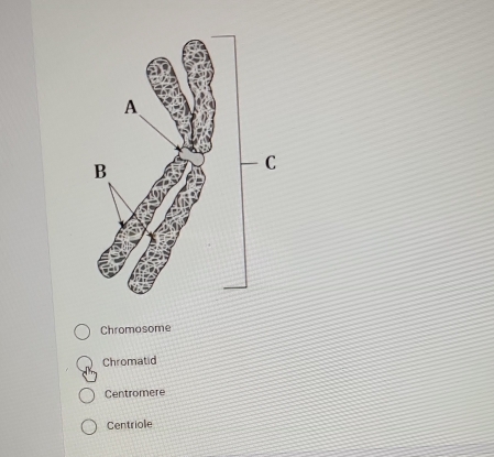 Chromosome
Chromatid
Centromere
Centriole