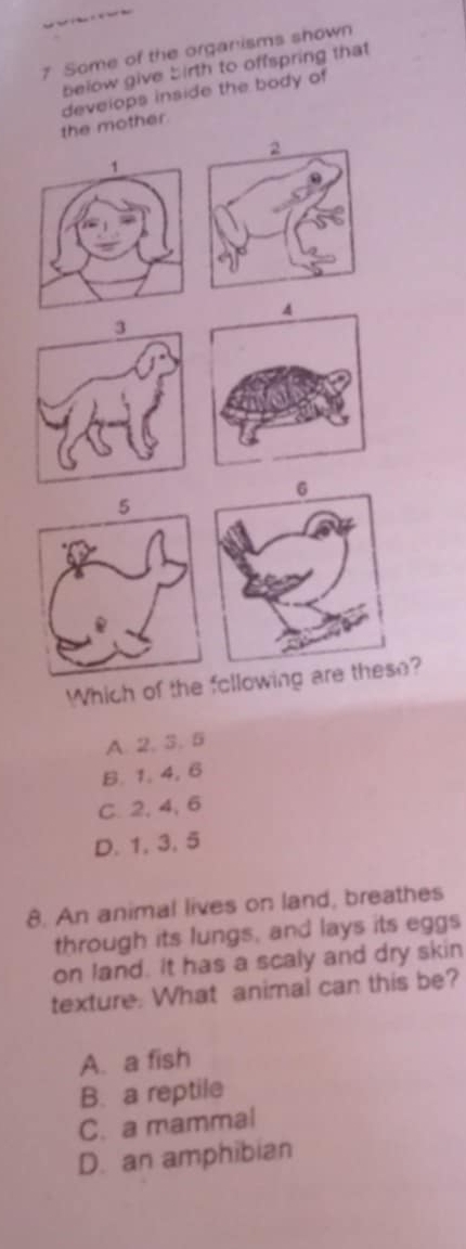 Some of the organisms shown
below give birth to offspring that
the mother. develops inside the body of
4
3
6
5
Which of the following are these?
A. 2, 3. 5
B. 1. 4, 6
C. 2, 4, 6
D. 1, 3, 5
8. An animal lives on land, breathes
through its lungs, and lays its eggs
on land. It has a scaly and dry skin
texture. What animal can this be?
A. a fish
B. a reptile
C. a mammal
D. an amphibian