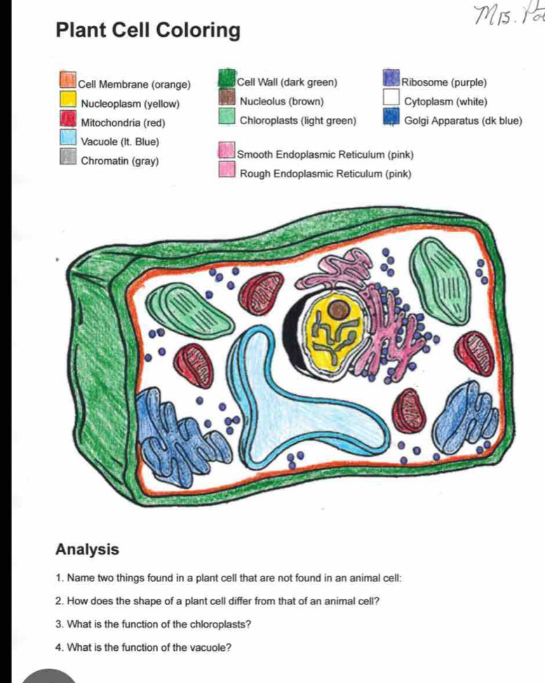 Plant Cell Coloring 
Cell Membrane (orange) Cell Wall (dark green) Ribosome (purple) 
Nucleoplasm (yellow) Nucleolus (brown) Cytoplasm (white) 
Mitochondria (red) Chloroplasts (light green) Golgi Apparatus (dk blue) 
Vacuole (it. Blue) 
Chromatin (gray) 
Smooth Endoplasmic Reticulum (pink) 
Rough Endoplasmic Reticulum (pink) 
Analysis 
1. Name two things found in a plant cell that are not found in an animal cell: 
2. How does the shape of a plant cell differ from that of an animal cell? 
3. What is the function of the chloroplasts? 
4. What is the function of the vacuole?