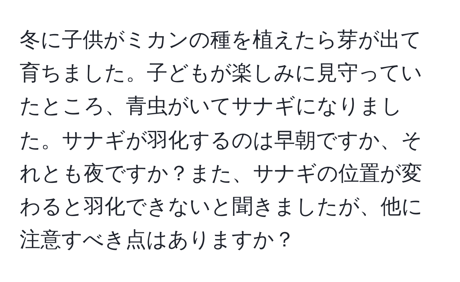 冬に子供がミカンの種を植えたら芽が出て育ちました。子どもが楽しみに見守っていたところ、青虫がいてサナギになりました。サナギが羽化するのは早朝ですか、それとも夜ですか？また、サナギの位置が変わると羽化できないと聞きましたが、他に注意すべき点はありますか？