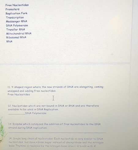 Free Nucleotides 
Promoters 
Replication Fork 
Transcription 
Messenger RNA 
DNA Polymerase 
Transfer RNA 
Mitochondrial RNA 
Ribosomal RNA 
RNA 
11. Y-shaped region where the new strands of DNA are elongating, coming 
unzipped and adding free nucleotides. 
Free Nucleatides 
12. Nucleatides which are not bound in DNA or RNA and are therefore 
available to be used in DNA Replication. 
_DNA Polymerase 
13 Enzyme which catalyzes the addition of free nucleotides to the DNA 
strand during DNA replication. 
_ 
14 Single long chain of nucleatides Each nucleotide is very similar to DNA 
nucleatides, but have ribose suger instead of deckyribose and the nitrogen 
base Thymine is reploced by the mitrogen base Uracil U binds with A