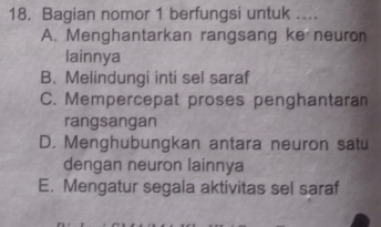 Bagian nomor 1 berfungsi untuk ....
A. Menghantarkan rangsang ke neuron
lainnya
B. Melindungi inti sel saraf
C. Mempercepat proses penghantaran
rangsangan
D. Menghubungkan antara neuron satu
dengan neuron lainnya
E. Mengatur segala aktivitas sel saraf