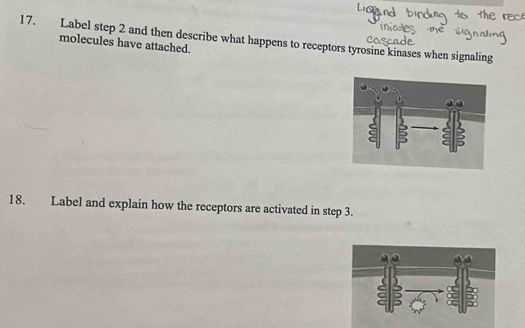 Label step 2 and then describe what happens to receptors tyrosine kinases when signaling molecules have attached. 
18. Label and explain how the receptors are activated in step 3.