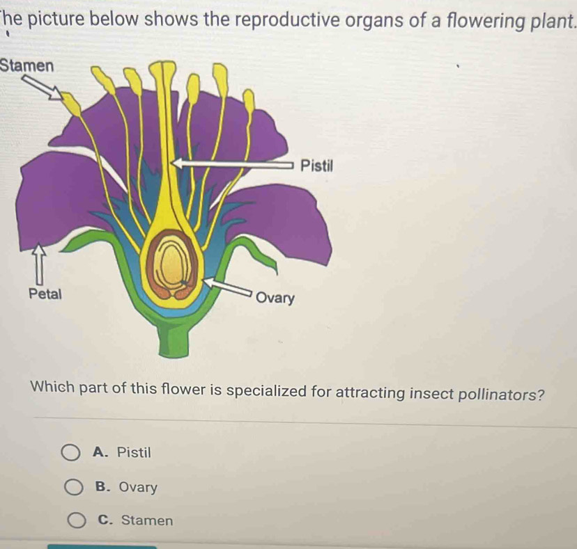 The picture below shows the reproductive organs of a flowering plant.
Stamen
Which part of this flower is specialized for attracting insect pollinators?
A. Pistil
B. Ovary
C. Stamen