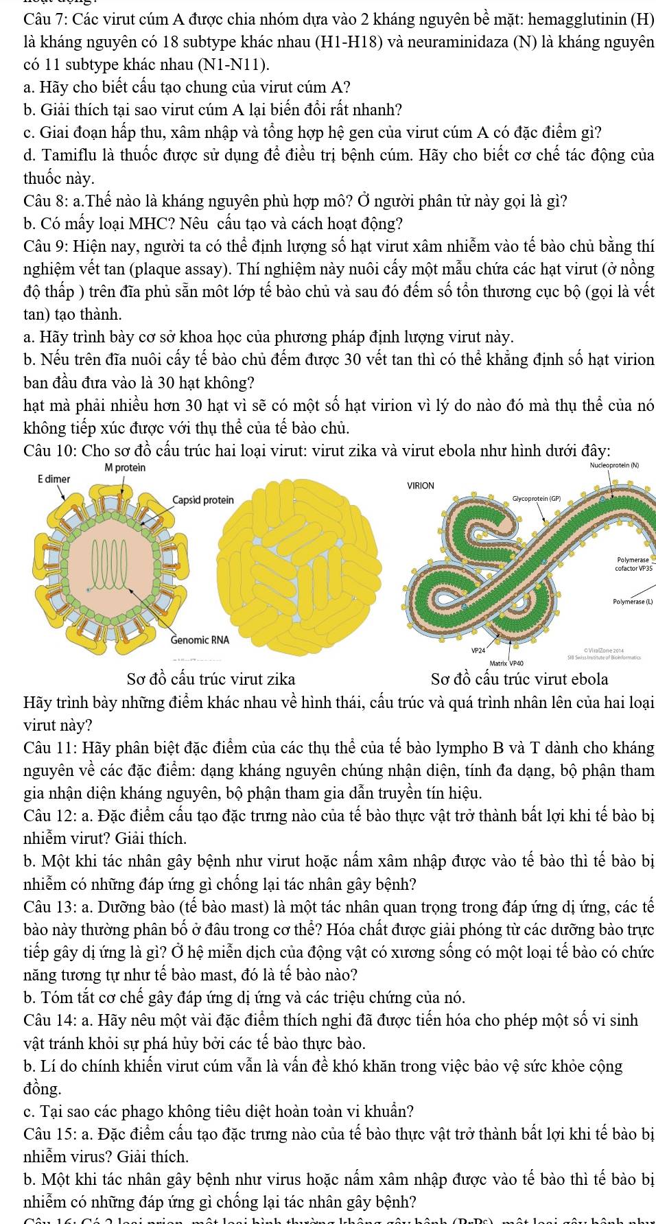 Các virut cúm A được chia nhóm dựa vào 2 kháng nguyên bề mặt: hemagglutinin (H)
là kháng nguyên có 18 subtype khác nhau (H1-H18) và neuraminidaza (N) là kháng nguyên
có 11 subtype khác nhau (N1-N11).
a. Hãy cho biết cấu tạo chung của virut cúm A?
b. Giải thích tại sao virut cúm A lại biến đồi rất nhanh?
c. Giai đoạn hấp thu, xâm nhập và tổng hợp hệ gen của virut cúm A có đặc điểm gì?
d. Tamiflu là thuốc được sử dụng để điều trị bệnh cúm. Hãy cho biết cơ chế tác động của
thuốc này.
Câu 8: a.Thế nào là kháng nguyên phù hợp mô? Ở người phân tử này gọi là gì?
b. Có mấy loại MHC? Nêu cấu tạo và cách hoạt động?
Câu 9: Hiện nay, người ta có thể định lượng số hạt virut xâm nhiễm vào tế bào chủ bằng thí
nghiệm vết tan (plaque assay). Thí nghiệm này nuôi cấy một mẫu chứa các hạt virut (ở nồng
độ thấp ) trên đĩa phủ sẵn một lớp tế bào chủ và sau đó đếm số tổn thương cục bộ (gọi là vết
tan) tạo thành.
a. Hãy trình bày cơ sở khoa học của phương pháp định lượng virut này.
b. Nếu trên đĩa nuôi cấy tế bào chủ đếm được 30 vết tan thì có thể khẳng định số hạt virion
ban đầu đưa vào là 30 hạt không?
hạt mà phải nhiều hơn 30 hạt vì sẽ có một số hạt virion vì lý do nào đó mà thụ thể của nó
không tiếp xúc được với thụ thể của tế bào chủ.
Câu 10: Cho sơ đồ cấu trúc hai loại virut: virut zika và virut ebola như hình dưới đây:
se
Sơ đồ cấu trúc virut zika Sơ đồ cấu trúc virut ebola
Hãy trình bày những điểm khác nhau về hình thái, cấu trúc và quá trình nhân lên của hai loại
virut này?
Câu 11: Hãy phân biệt đặc điểm của các thụ thể của tế bào lympho B và T dành cho kháng
nguyên về các đặc điểm: dạng kháng nguyên chúng nhận diện, tính đa dạng, bộ phận tham
gia nhận diện kháng nguyên, bộ phận tham gia dẫn truyền tín hiệu.
Câu 12: a. Đặc điểm cấu tạo đặc trưng nào của tế bào thực vật trở thành bất lợi khi tế bào bị
nhiễm virut? Giải thích.
b. Một khi tác nhân gây bệnh như virut hoặc nấm xâm nhập được vào tế bào thì tế bào bị
nhiễm có những đáp ứng gì chống lại tác nhân gây bệnh?
Câu 13: a. Dưỡng bào (tế bào mast) là một tác nhân quan trọng trong đáp ứng dị ứng, các tế
bào này thường phân bố ở đâu trong cơ thể? Hóa chất được giải phóng từ các dưỡng bào trực
tiếp gây dị ứng là gì? Ở hệ miễn dịch của động vật có xương sống có một loại tế bào có chức
năng tương tự như tế bào mast, đó là tế bào nào?
b. Tóm tắt cơ chế gây đáp ứng dị ứng và các triệu chứng của nó.
Câu 14: a. Hãy nêu một vài đặc điểm thích nghi đã được tiến hóa cho phép một số vi sinh
vật tránh khỏi sự phá hủy bởi các tế bào thực bào.
b. Lí do chính khiến virut cúm vẫn là vấn đề khó khăn trong việc bảo vệ sức khỏe cộng
đồng.
c. Tại sao các phago không tiêu diệt hoàn toàn vi khuẩn?
Câu 15: a. Đặc điểm cấu tạo đặc trưng nào của tế bào thực vật trở thành bất lợi khi tế bào bị
nhiễm virus? Giải thích.
b. Một khi tác nhân gây bệnh như virus hoặc nấm xâm nhập được vào tế bào thì tế bào bị
nhiễm có những đáp ứng gì chống lại tác nhân gây bệnh?