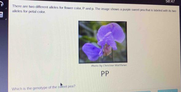 58:47 
There are two different alleles for flower color, P and p. The image shows a purple sweet pea that is labeled with its two 
alleles for petal color. 
Which is the genotype of the sweet pea?