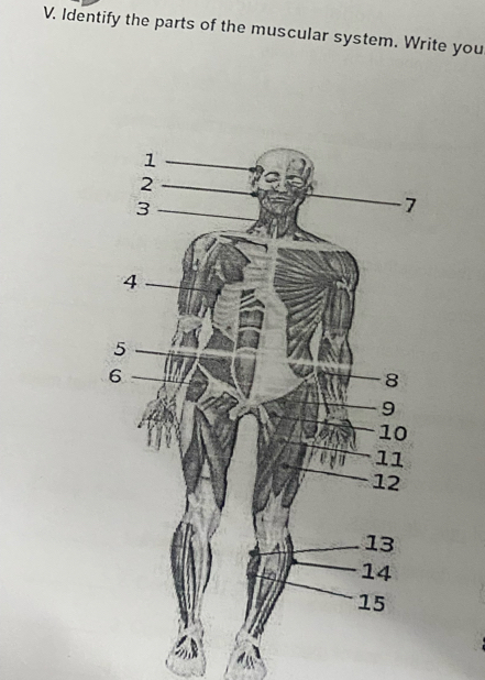 Identify the parts of the muscular system. Write you