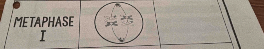 METAPHASE 
I