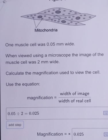 One muscle cell was 0.05 mm wide. 
When viewed using a microscope the image of the 
muscle cell was 2 mm wide. 
Calculate the magnification used to view the cell. 
Use the equation: 
magnification width of rear ell
0.05/ 2=0.025

add step 
Magnification =x 0.025