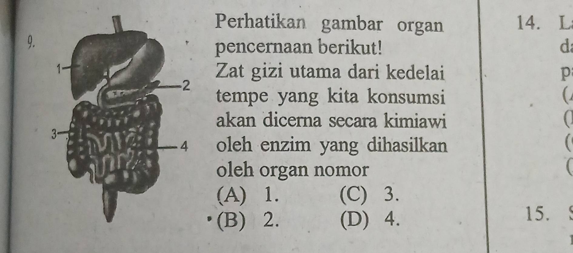 Perhatikan gambar organ 14. L
9.
pencernaan berikut! d
Zat gizi utama dari kedelai p
tempe yang kita konsumsi
akan dicerna secara kimiawi
oleh enzim yang dihasilkan
oleh organ nomor
(A) 1. (C) 3.
(B) 2. (D) 4.
15.