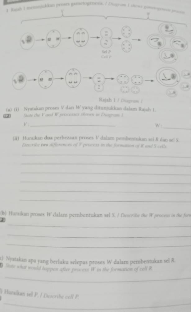 Rajh I memnjukkan proses gametogenesis. / Diagrom I shows ganengenesu poeeis 
、 
Sel P 
Celi P
_ 
Rajah 1 / Diagram/ 
(a) (i) Nyatakan proses V dan W yang ditunjukkan dalam Rajah 1. 
State the V and W processes shown in Diagram 1 
V:_ 
W :_ 
(ii) Huraikan dua perbezaan proses V dalam pembentukan sel R dan sel S. 
Describe two differences of V process in the formation of R and S cells 
_ 
_ 
_ 
_ 
_ 
_ 
(b) Huraikan proses W dalam pembentukan sel S. / Describe the W process in the form 
_ 
_ 
_ 
) Nyatakan apa yang beriaku selepas proses W dalam pembentukan sel R. 
State what would happen after process W in the formation of cell R
_ 
l) Hurxikan sel P. / Describe cell P. 
_