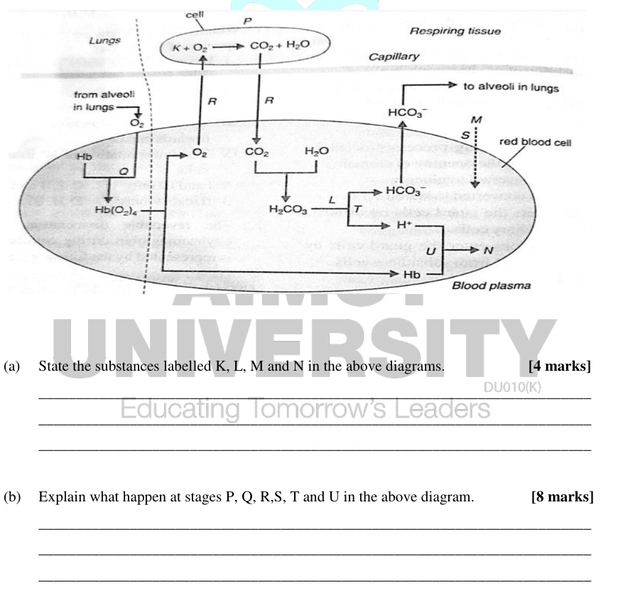 cell
(a) State the substances labelled K, L, M and N in the above diagrams. [4 marks]
DU010(K)
Educating Tomorrow's Leaders
_
(b) Explain what happen at stages P, Q, R,S, T and U in the above diagram. [8 marks]
_
_
_