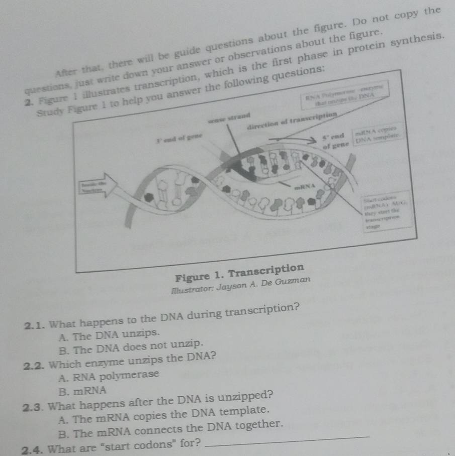 there will be guide questions about the figure. Do not copy the
questiswer or observations about the figure.
2. Fige first phase in protein synthesis
Study Figure 1 to help you answer the following questions:
Figure 1
Illustrator: Jayson A. De Guzman
2.1. What happens to the DNA during transcription?
A. The DNA unzips.
B. The DNA does not unzip.
2.2. Which enzyme unzips the DNA?
A. RNA polymerase
B. mRNA
2.3. What happens after the DNA is unzipped?
A. The mRNA copies the DNA template.
B. The mRNA connects the DNA together.
2.4. What are “start codons” for?
_