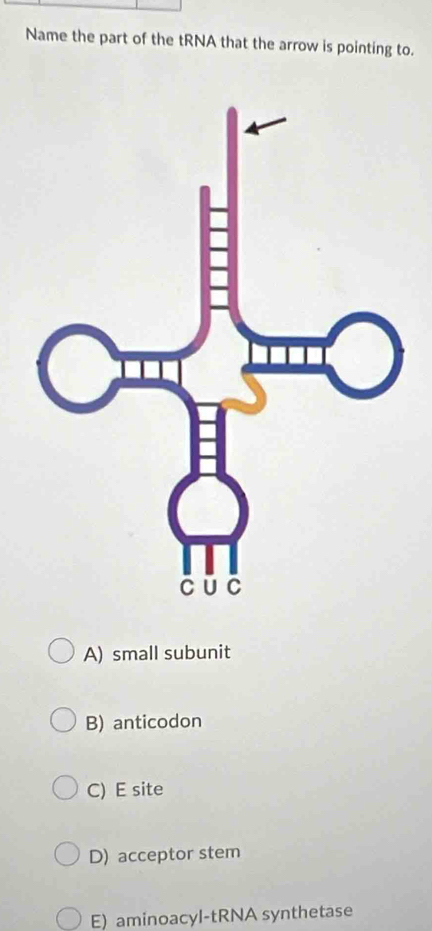 Name the part of the tRNA that the arrow is pointing to.
A) small subunit
B) anticodon
C) E site
D) acceptor stem
E) aminoacyl-tRNA synthetase