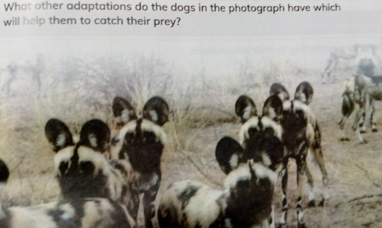 Solved: What other adaptations do the dogs in the photograph have which ...