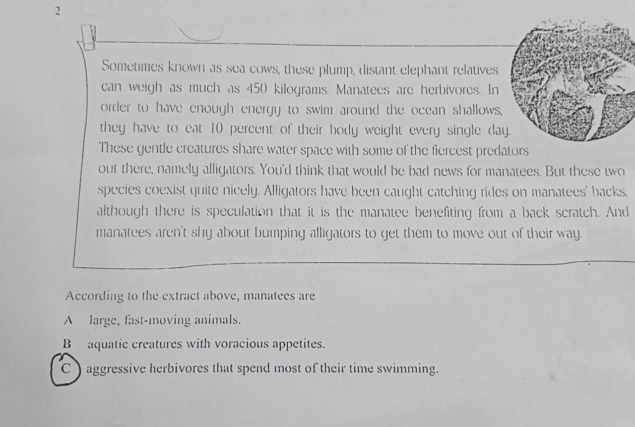 Sometimes known as sea cows, these plump, distant elephant relatives
can weigh as much as 45() kilograms. Manatees are herbivores. In
order to have enough energy to swim around the ocean shallows,
they have to eat 10 percent of their body weight every single da
These gentle creatures share water space with some of the fiercest predators
out there, namely alligators. You'd think that would be bad news for manatees. But these two
species coexist quite nicely. Alligators have been caught catching rides on manatees' backs,
although there is speculation that it is the manatee benefiting from a back scratch. And
manatees aren't shy about bumping alligators to get them to move out of their way.
According to the extract above, manatees are
A large, fast-moving animals.
B aquatic creatures with voracious appetites.
C) aggressive herbivores that spend most of their time swimming.