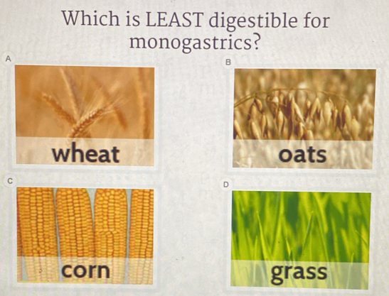 Which is LEAST digestible for
monogastrics?
A
wheat
C
D
grass