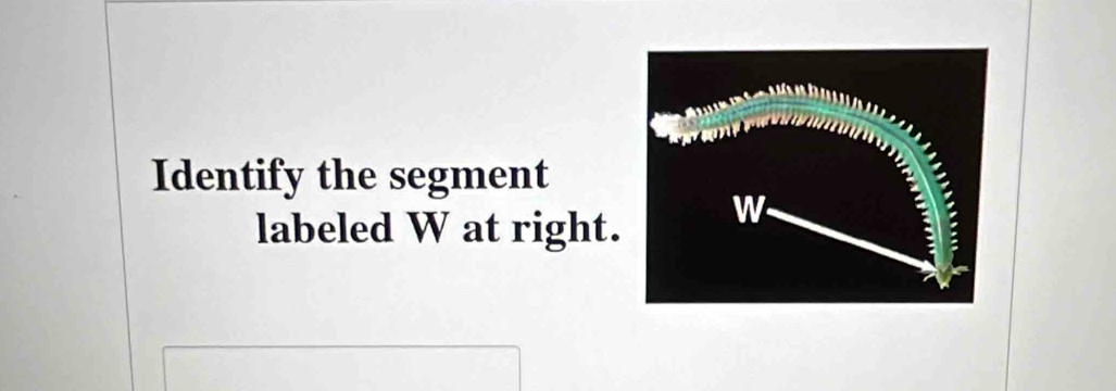 Identify the segment 
labeled W at right.