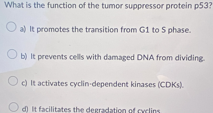 What is the function of the tumor suppressor protein p53?
a) It promotes the transition from G1 to S phase.
b) It prevents cells with damaged DNA from dividing.
c) It activates cyclin-dependent kinases (CDKs).
d) It facilitates the degradation of cyclins