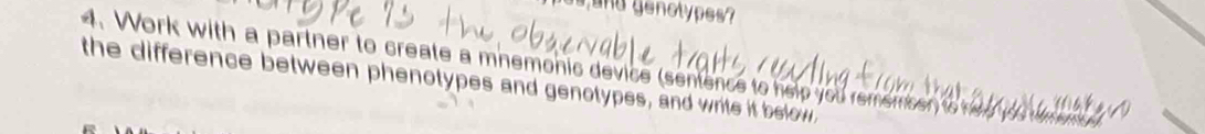 and genolypes? 
4. Work with a partner to create a mnemonic device (sentence to help you remember) to h 
the difference between phenotypes and genotypes, and write it below