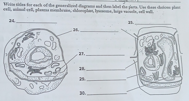 Write titles for each of the generalized diagrams and then label the parts. Use these choices: plant 
cell, animal cell, plasma membrane,' chloroplast, lysosome, large vacuole, cell wall. 
24. _25._ 
_ 
_ 
_ 
_ 
_