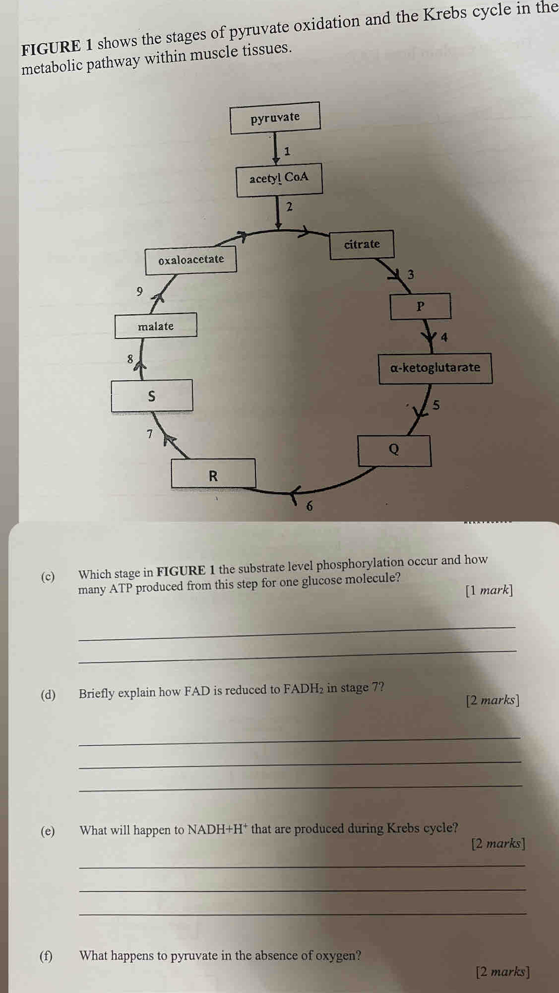 FIGURE 1 shows the stages of pyruvate oxidation and the Krebs cycle in the 
metabolic pathway within muscle tissues. 
(c) Which stage in FIGURE 1 the substrate level phosphorylation occur and how 
many ATP produced from this step for one glucose molecule? 
[1 mark] 
_ 
_ 
(d) Briefly explain how FAD is reduced to FADH₂ in stage 7? 
[2 marks] 
_ 
_ 
_ 
(e) What will happen to NADH -H^+ that are produced during Krebs cycle? 
[2 marks] 
_ 
_ 
_ 
(f) What happens to pyruvate in the absence of oxygen? 
[2 marks]