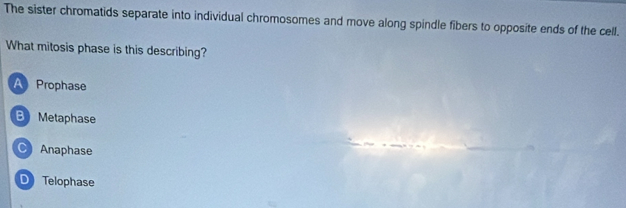 The sister chromatids separate into individual chromosomes and move along spindle fibers to opposite ends of the cell.
What mitosis phase is this describing?
AProphase
B Metaphase
C Anaphase
D Telophase