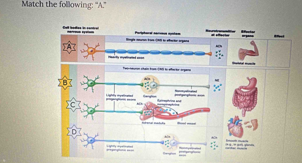 Match the following: “A.” 
Cell bodies in central Neurotransmitter Effector 
nervous system Peripheral nervous system at effector organs Rffect 
Single neuron from CNS to effector organs 
ACh 
Heavily myelinated axon 
Skeletal muscle 
Two-neuron chain from CNS to effector organs 
B 
ACh 
NE 
Nonmyelinated 
Lightly myelinated Ganglion postganglionic axon 
preganglionic axons Epinephrine and 
C 
ACh norepinephrine 
Adrenal medulla Blood vessel 
D 
ACh ACh Smooth muscle 
(e.g., in gut), glands. 
Lightly myelinated Nonmyelinated cardiac muscle 
preganglionic axon Ganglion 
postganglionic 
alon