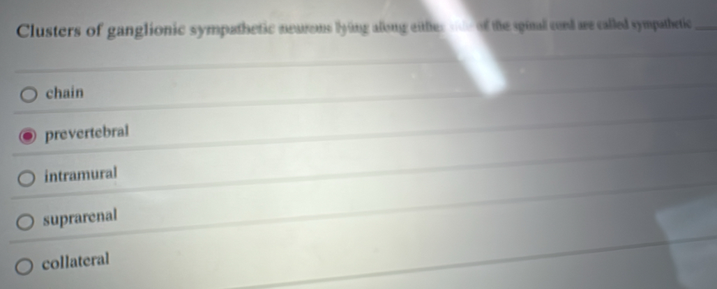 Clusters of ganglionic sympathetic nearems lying allong either side of the spinal cord are called sympathetic_
chain
prevertebral
intramural
suprarenal
collateral