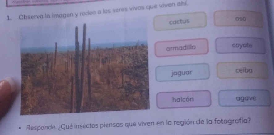 Nuestros co s 
1. Observa la imagen y rodea a los seres vivos que viven ahí. 
cactus 
GSo 
armadillo 
coyote 
jaguar ceiba 
halcón agave 
Responde. ¿Qué insectos piensas que viven en la región de la fotografía?