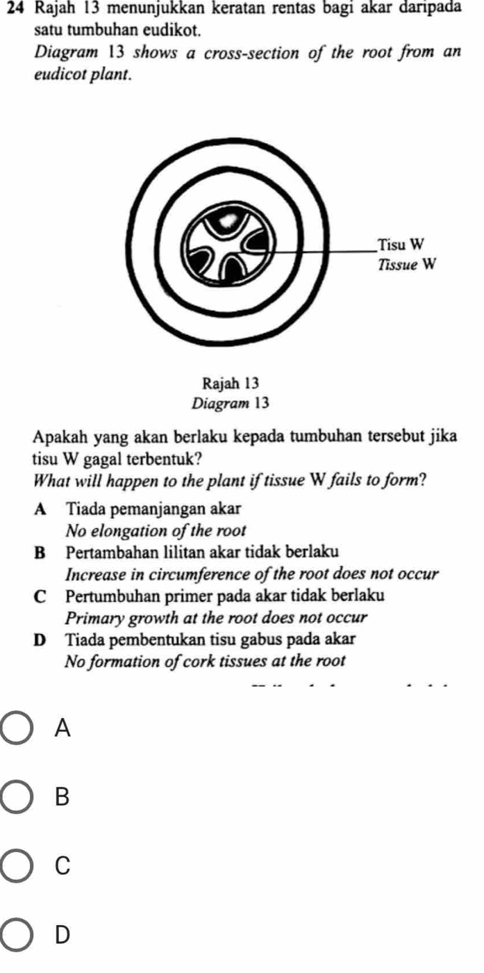 Rajah 13 menunjukkan keratan rentas bagi akar daripada
satu tumbuhan eudikot.
Diagram 13 shows a cross-section of the root from an
eudicot plant.
Rajah 13
Diagram 13
Apakah yang akan berlaku kepada tumbuhan tersebut jika
tisu W gagal terbentuk?
What will happen to the plant if tissue W fails to form?
A Tiada pemanjangan akar
No elongation of the root
B Pertambahan lilitan akar tidak berlaku
Increase in circumference of the root does not occur
C Pertumbuhan primer pada akar tidak berlaku
Primary growth at the root does not occur
D Tiada pembentukan tisu gabus pada akar
No formation of cork tissues at the root
A
B
C
D